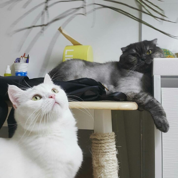 보면 볼수록 신기한 고양이들 입모양 | 인스티즈