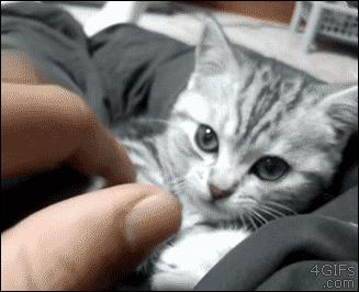 자기전에 보면 좋은 짤.gif | 인스티즈
