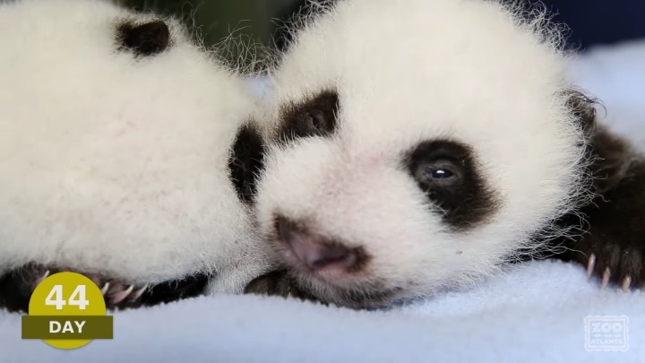 아기판다의 생후 100일 | 인스티즈
