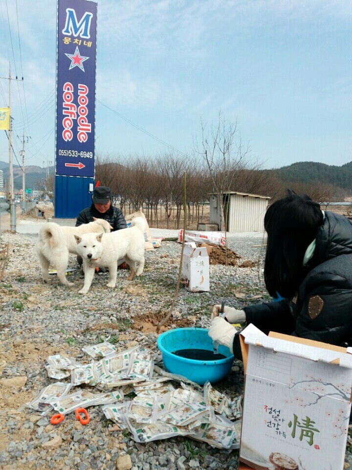 창녕 매실이 이야기를 아시나요?개소주가 되어서 돌아온 우리 매실이를 기억해주세요. 동물보호법강화를 위해 관심가져주세요 | 인스티즈