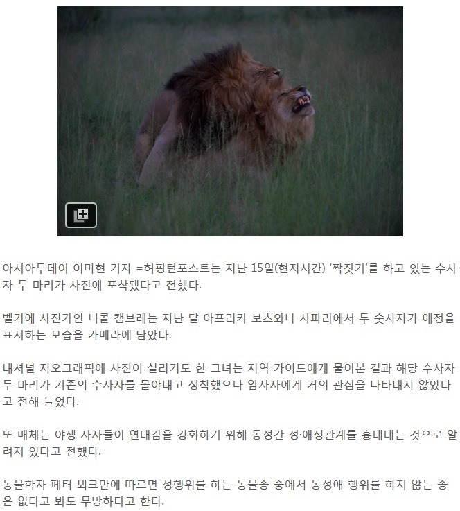 숫사자의 동성애.jpg | 인스티즈
