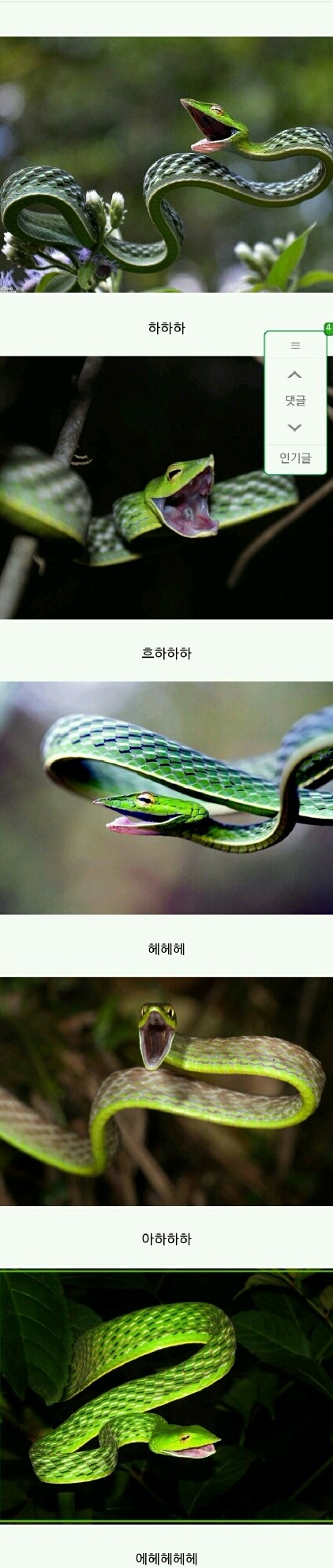 웃는거같은 녹색채찍뱀 | 인스티즈