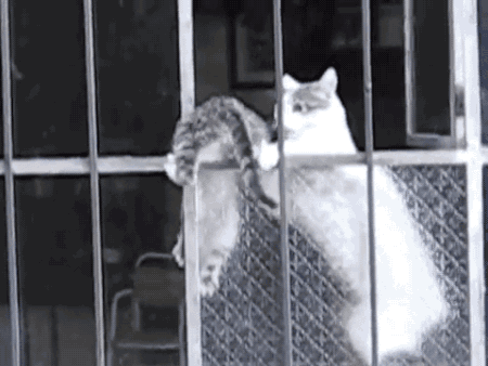 아깽이 데리고 가는 엄마 고양이.gif | 인스티즈