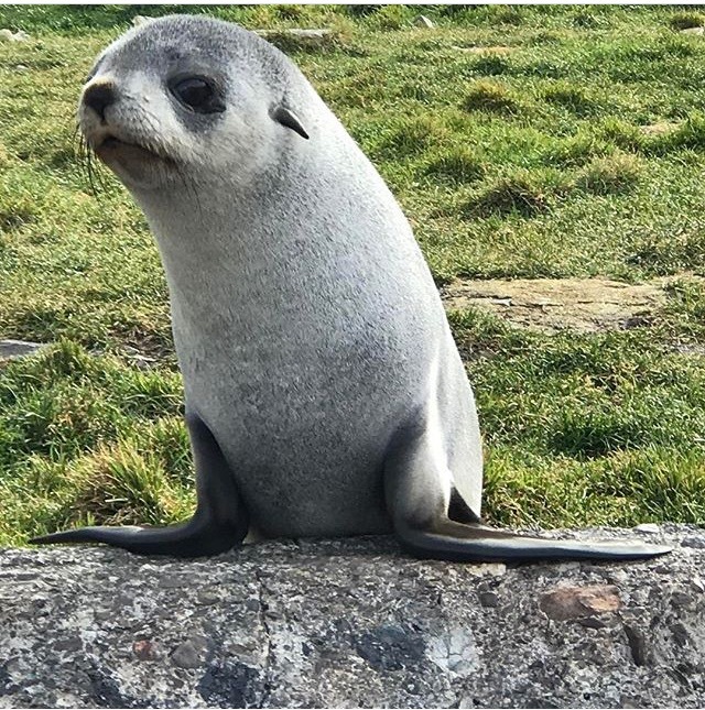 NGC가 사랑하는 사우스조지아 사우스샌드위치 제도 | 인스티즈