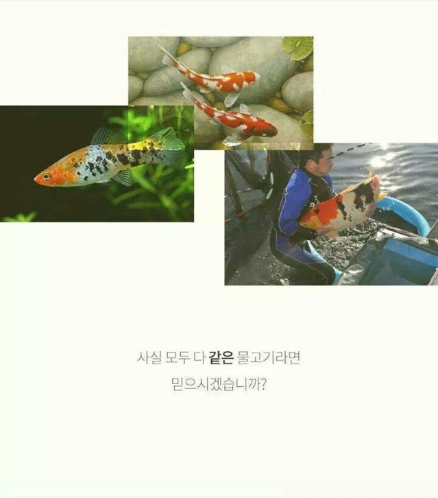 코이 이미지