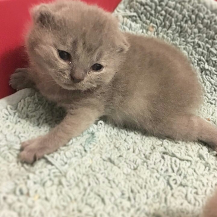 영국 토종고양이 | 인스티즈
