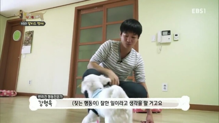 공격적인 반려견이 되는 이유 2부.jp | 인스티즈