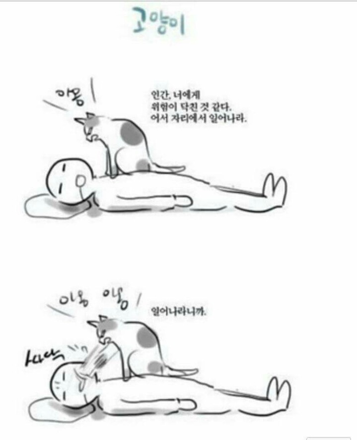 주인이 위험에 처했을때 개와 고양이의 차이.jpg | 인스티즈