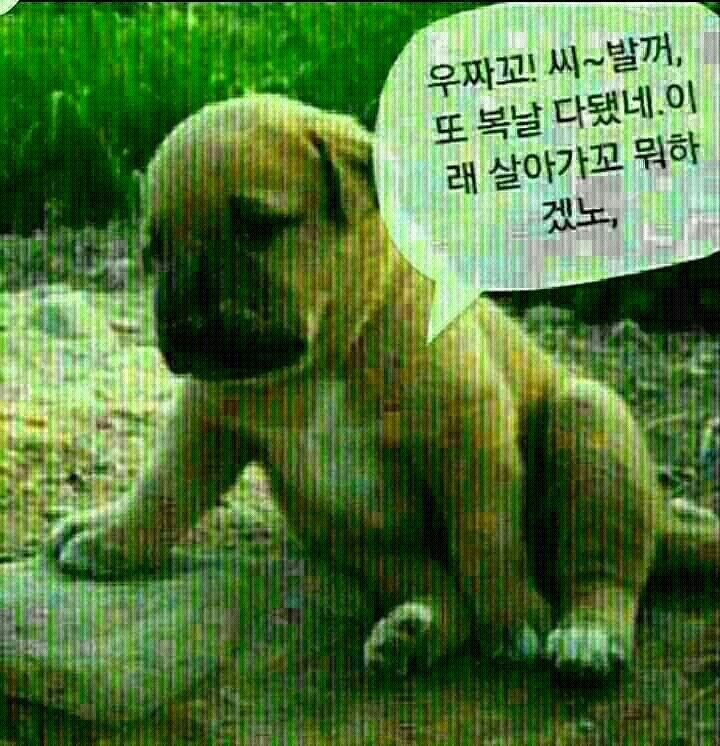 복 이미지