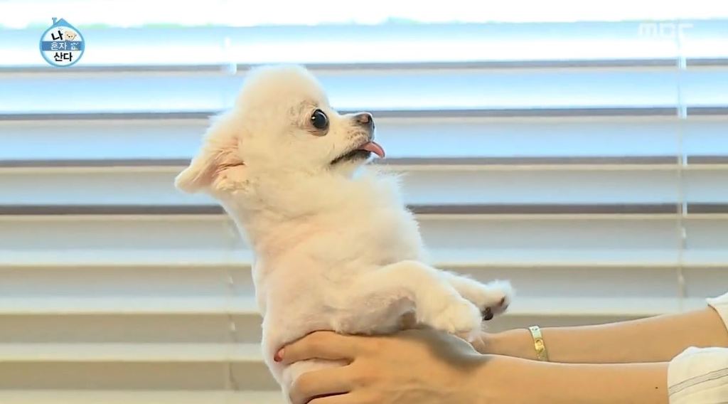 [나혼자산다] 순심이 셀프미용 | 인스티즈