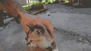 고양이 어릴때만 가능한거.gif | 인스티즈