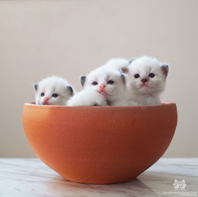 궁극의 귀여움 | 인스티즈