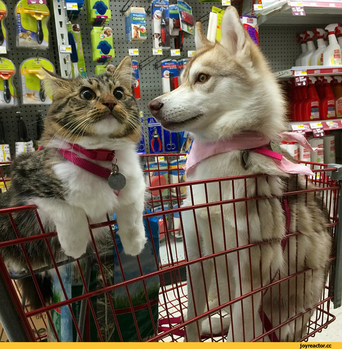 허스키와 고양이.jpg | 인스티즈