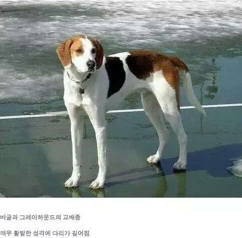 정말 기르고싶은 강아지.jpg | 인스티즈