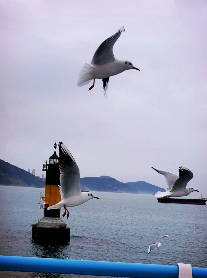 부산갈매기 이미지