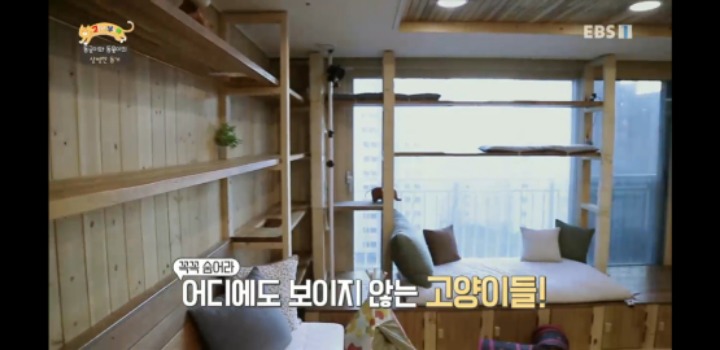 [고양이를부탁해] 세나개 강아지들과 고양이의 차이.jpg | 인스티즈