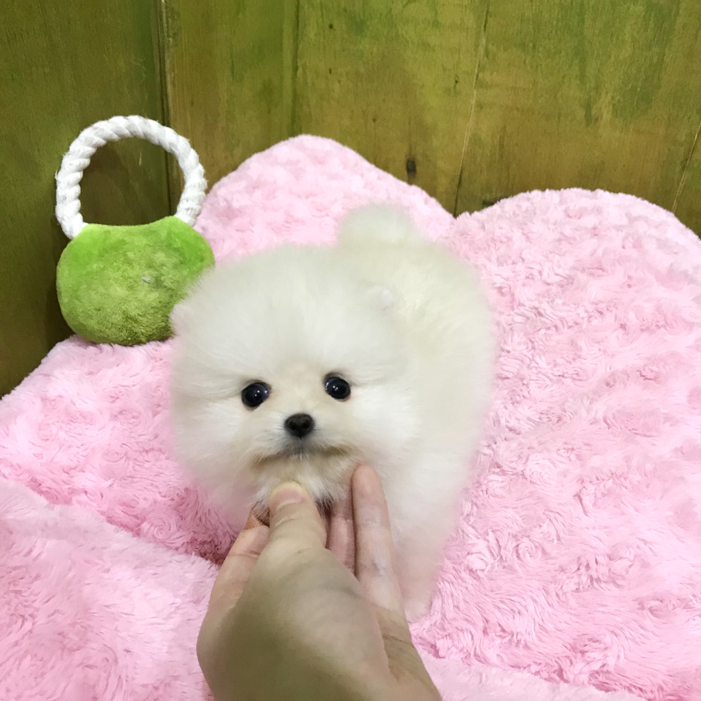 솜사탕 이미지