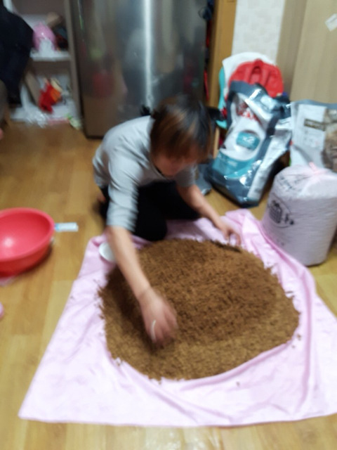 구조햇던 길냥이 모모랑 다른 아가들 입양처 구한대!! | 인스티즈