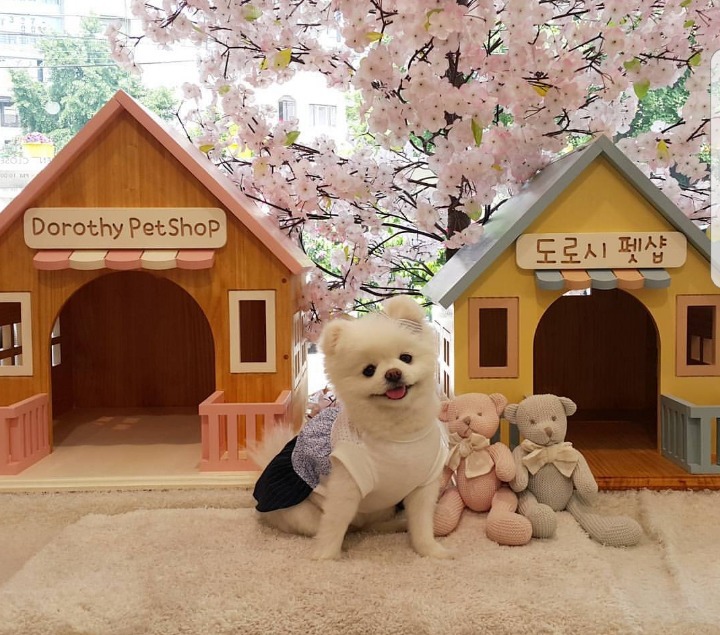 삼겹살 먹방 하는 정다래 | 인스티즈