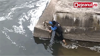 강아지를 구해주었다.gif | 인스티즈