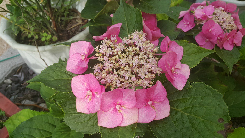 블루스타 이미지