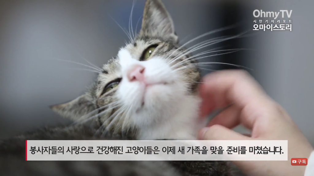 마산 애니멀 호더에게서 구조한 50여마리의 고양이들에게 손길을 내밀어주세요! 곧 쉼터가 폐쇄되어 아이들이 갈 곳이 없습니다 | 인스티즈