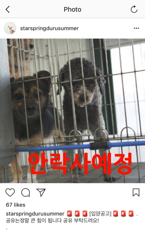 안락사확정된 아이들 보고가주라 ㅠㅠ 부탁해 | 인스티즈