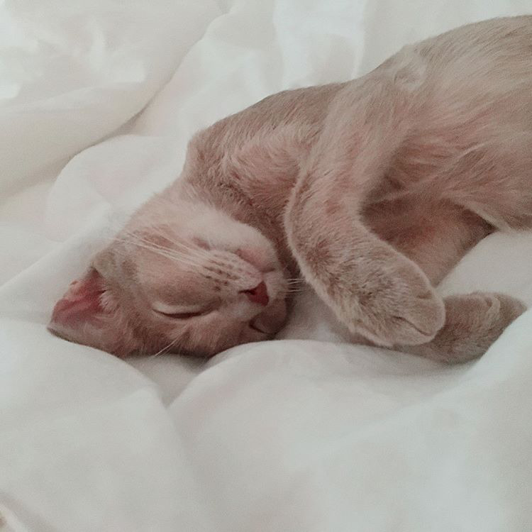 오늘자 고양이 생일파티 해준 전효성 ㅋㅋㅋㅋㅋㅋㅋㅋㅋ | 인스티즈