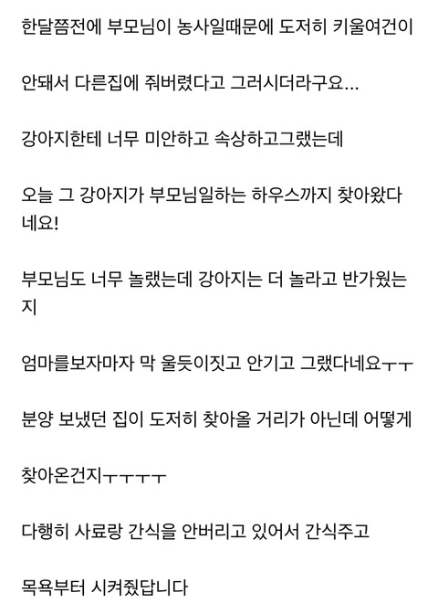다른집에 분양보냈던 강아지가 집까지 찾아왔네요ㅜㅜ | 인스티즈