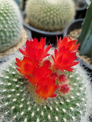 9926F94C5C883F2224902D