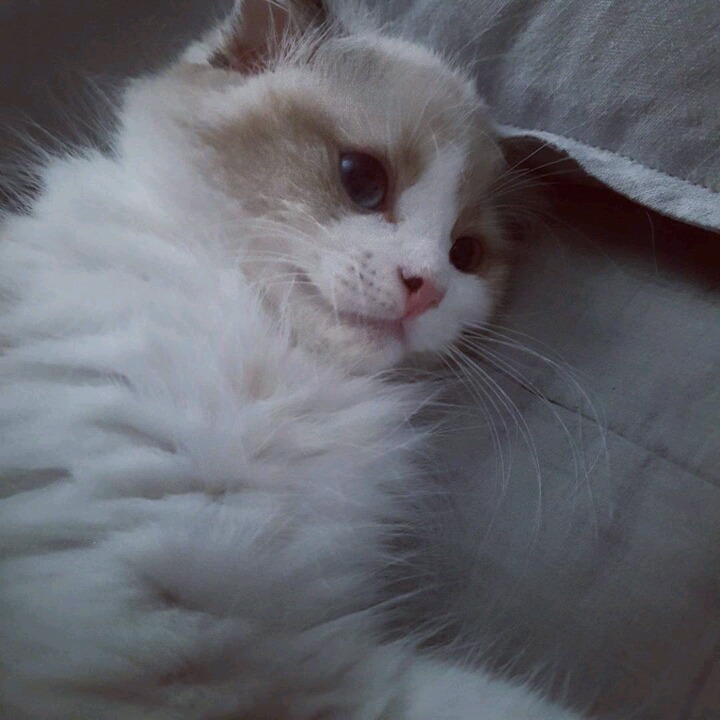 걸스데이 소진이 기르는 고양이 룽지 | 인스티즈