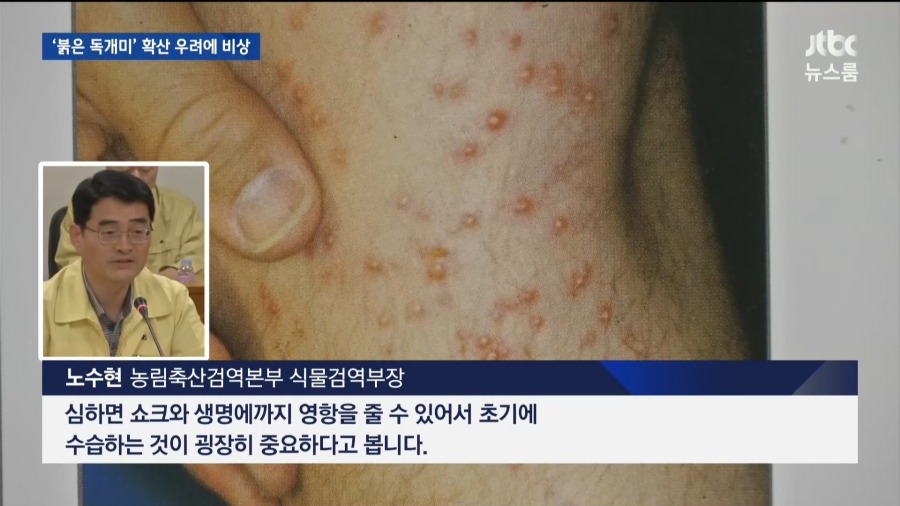위험한 붉은 독개미 국내 유입 | 인스티즈