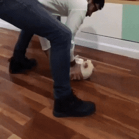 재밌는지 계속 해달라고 오는 고양이 | 인스티즈