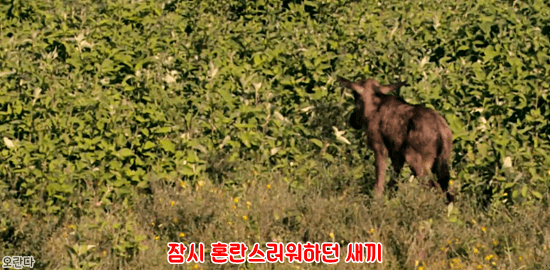 야생에서 일어난 기적적인 재회 | 인스티즈