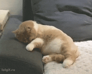 꿈속에서 도망가다 총맞는 냥이.gif | 인스티즈