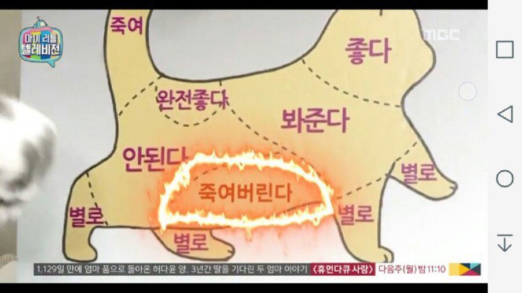 고양이 쓰담 설명서 | 인스티즈