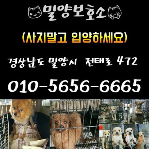 태어난지 얼마 안 된 새끼들과 어미견들이 많은 밀양보호소의 아이들을 구해주세요. 도와주세요 | 인스티즈