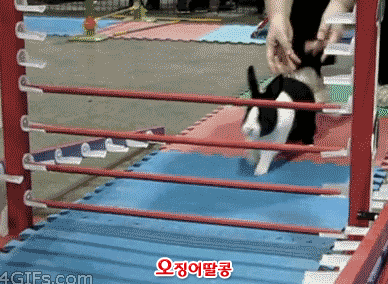 토끼가 장애물을 만나면 | 인스티즈