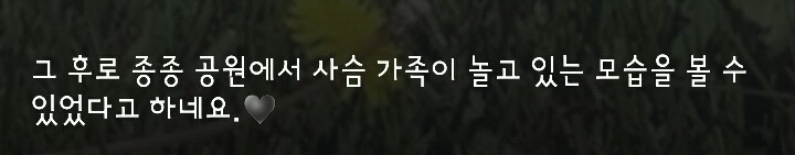 다리 다친 아기사슴을 구해주면 생기는 일 | 인스티즈