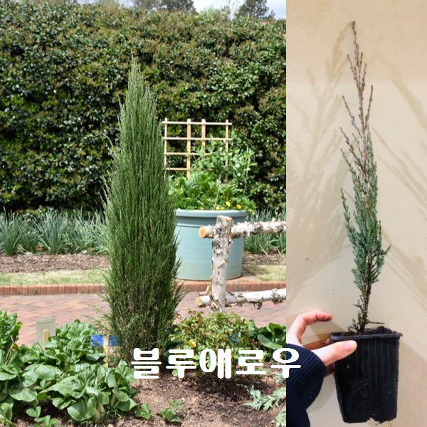 블루농원 이미지
