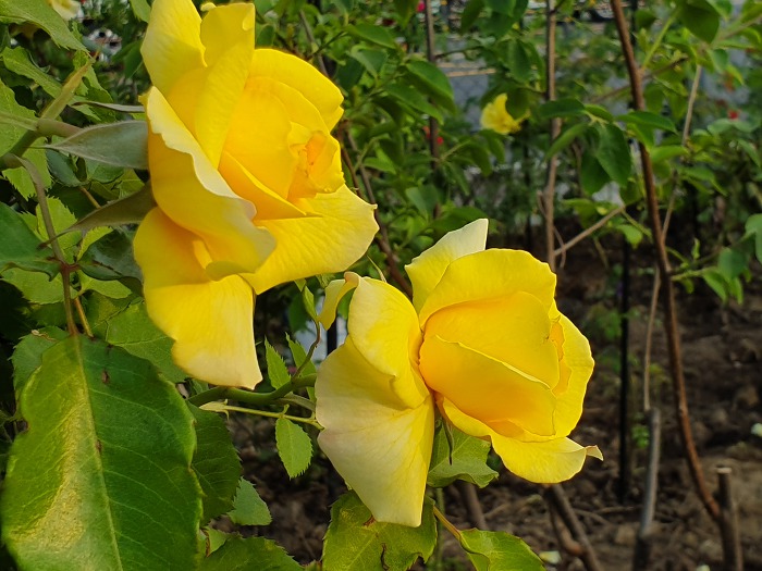 9956204A5CDCA82F2EA43D