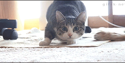 동물이 보여주는 놀라운 행동 5가지.gif | 인스티즈