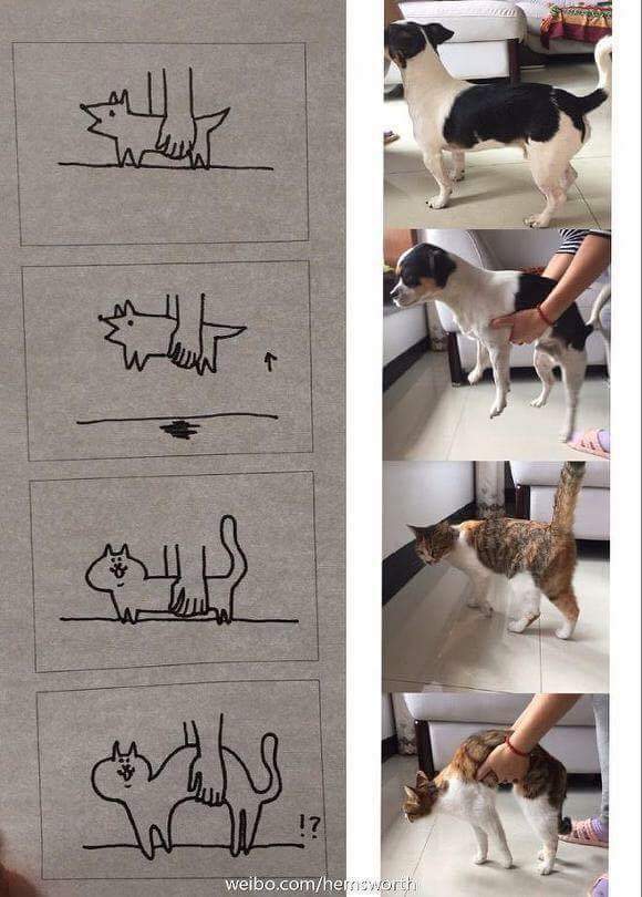 댕댕이와 냥냥이 안을때 차이 | 인스티즈