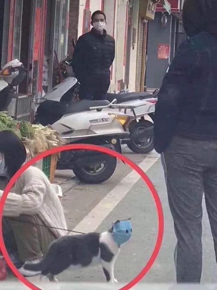 우한폐렴 고양이 피규어로 만들다 | 인스티즈
