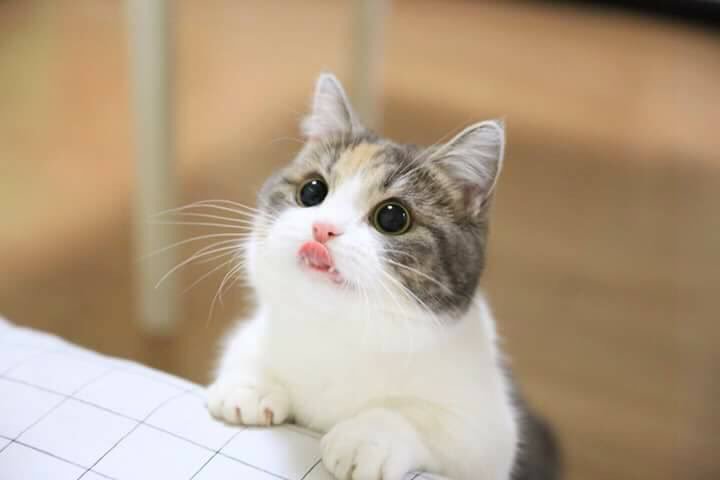 세나개와 세나고의 차이.twt | 인스티즈