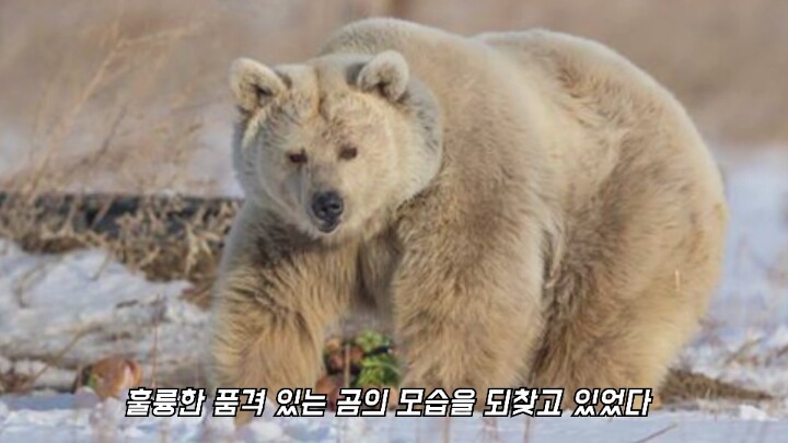 30년간 학대받은 곰 자연으로 돌아간 후 놀라운 변화 | 인스티즈