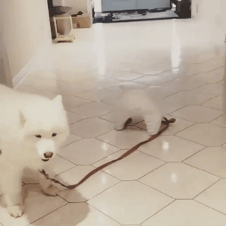 무자비하게 개를 끌고 가는 주인.gif | 인스티즈