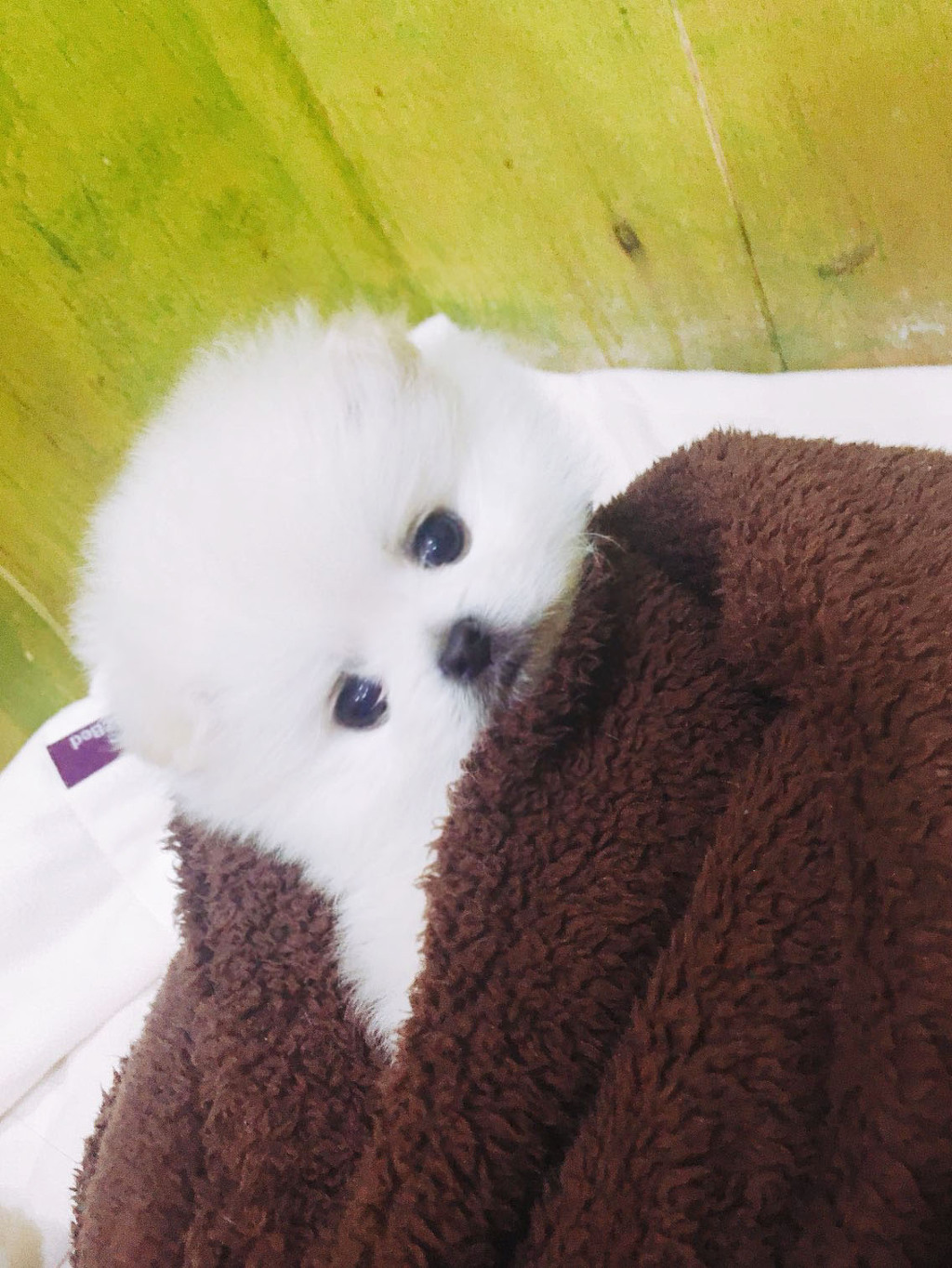 솜사탕 이미지