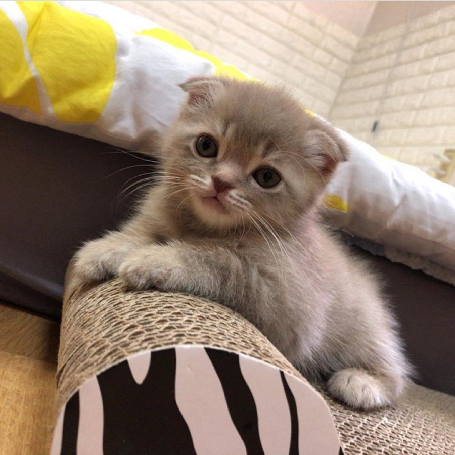 공시생 공부 방해하는 못된 고양이 | 인스티즈