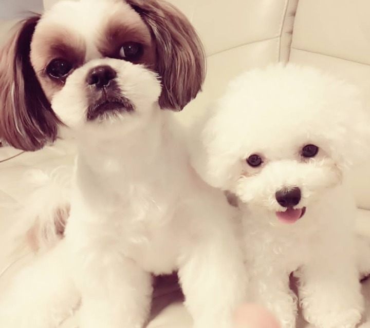 토니안&김재덕이 키우는 강아지 알렉산덕(비숑) | 인스티즈